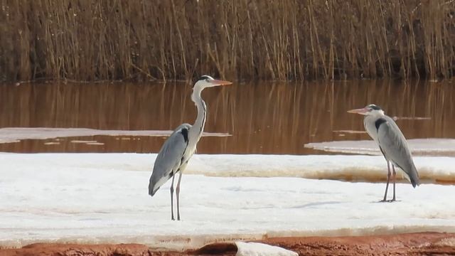 Серая цапля (Ardea cinerea) смотреть онлайн