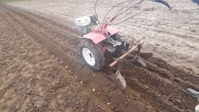 посадка ранней картошки под окучник смотреть онлайн