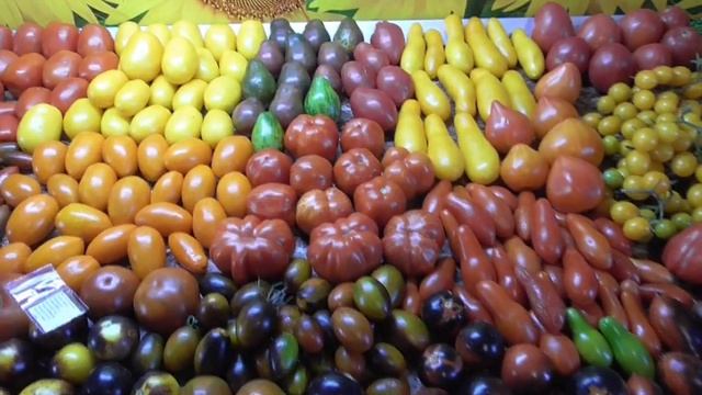 Лучшие засолочные сорта. Томат Сливка Бендрика порадует вас при цельноплодном консервировании. смотреть онлайн