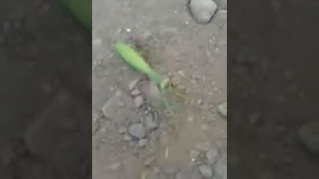 Самый БОЛЬШОЙ БАГАМОЛ смотреть онлайн