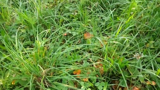 Грибы на участке смотреть онлайн