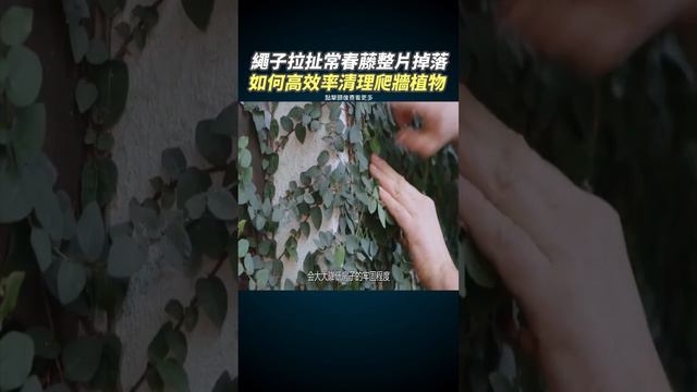 如何高效率清理爬牆植物 繩子拉扯常春藤整片掉落 #創意 #發明 #科普 #趣事 #漲知識 #新鮮事 #黑科技