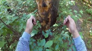 Походная гибкая пила - струна, тест