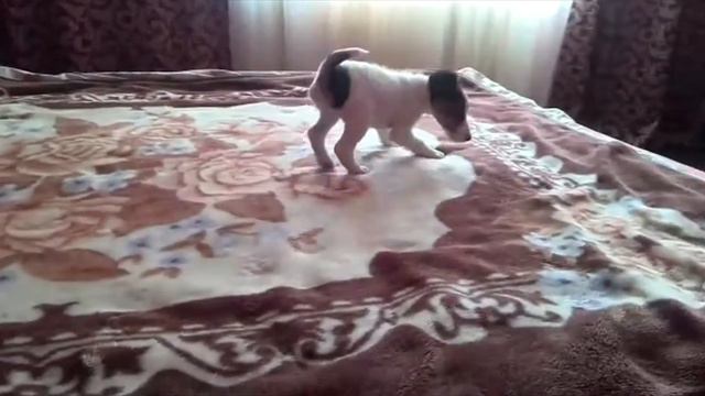 УЛЬМИНА//ДЕТСКИЕ ВИДЕО//ЩЕНОК ФОКСТЕРЬЕРА смотреть онлайн
