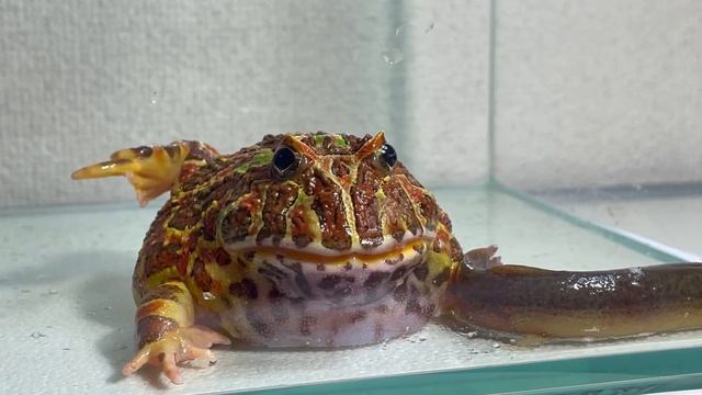 cute hungry frog/ Pacman frog , African bullfrog【LIVE FEEDING】 смотреть онлайн