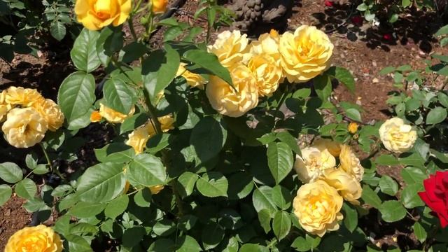 ‘Julia Child’ Absolutely Fabulous Rose | Named for Chef Julia Child смотреть онлайн