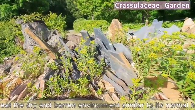 Korea National Arboretum -Crassulaceae Exhibition Garden смотреть онлайн
