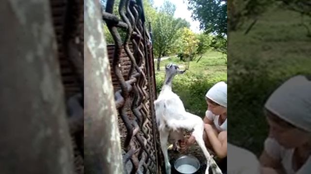 Как доить козу если она дрыгается. смотреть онлайн