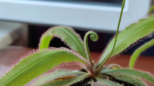 Росянка Адель ( Drosera Adelae). Сортовые особенности, содержание и уход. смотреть онлайн