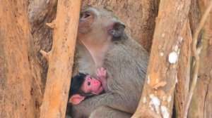 Oh my god....After Giving Birth Few Hours /New Mom Carrying Her BB Through The Trees