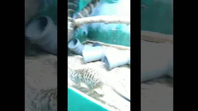 Ferenike~Сочи. Лазарево. Зоопарк смотреть онлайн