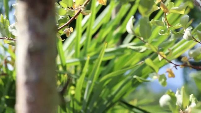 Canon EOS 80D Video Test смотреть онлайн