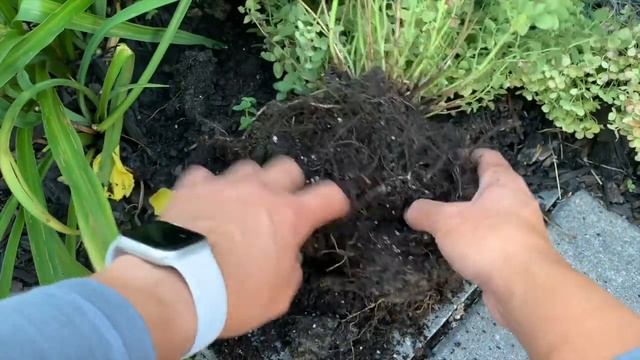 Planting Clematis (Sarah Elizabeth) & Dividing 'Cat's Pajamas' Nepeta Hybrid - Fall 2021 смотреть онлайн