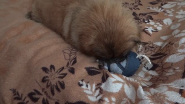 Пекинесу Дендику Дед Мороз подарил подарок смотреть онлайн