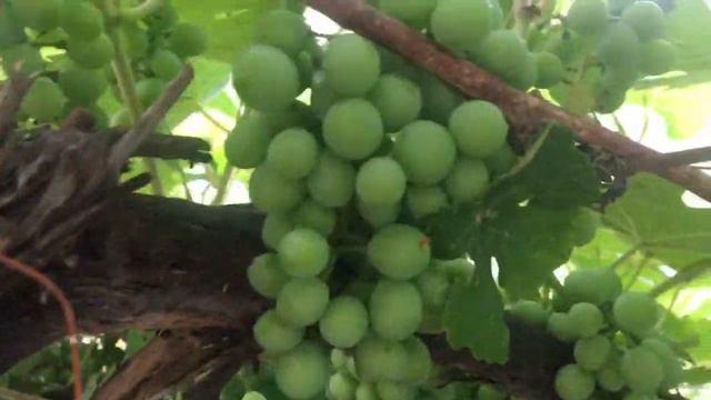 Пришёл муж с новой работы😜, выписали уголь.🤞 смотреть онлайн