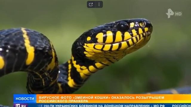 Вирусное фото змеиной кошки оказалось розыгрышем российского пранкера смотреть онлайн