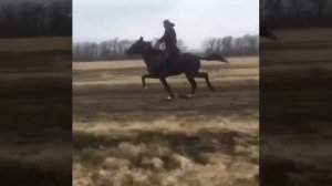 Самый быстрый иноходец