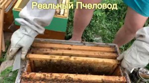 Миролюбивые пчелы. Купить Пчелопакеты Карника.