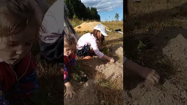 Посадка туи в Саду Чудес смотреть онлайн