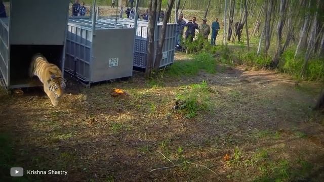 100 Самых Трогательных Моментов С Животными Снятых На Камеру смотреть онлайн