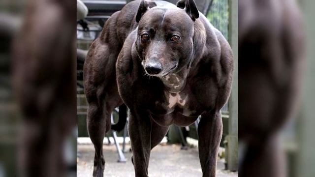 САМЫЕ НЕОБЫЧНЫЕ СОБАКИ В МИРЕ смотреть онлайн