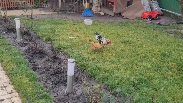 бентамки ,на вигуле смотреть онлайн