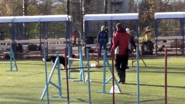 Соревнования по аджилити 27.10.12 г., СПб, Пискаревская v10