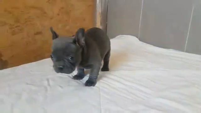 Голубой мальчик Продажа 💲💲💲 смотреть онлайн