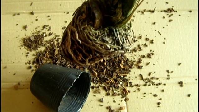 Моя новая орхидея Ликаста - Lyc.Yi-Ying Sakura Self. Что делать после покупки?