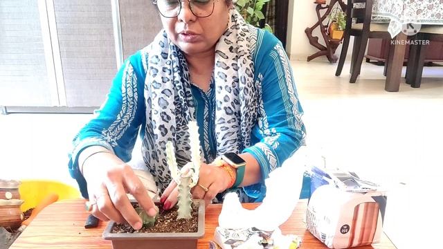 Unboxing and planting of my wishlist cactus astrophytum myriostigma #gardening ,#astrophytum смотреть онлайн