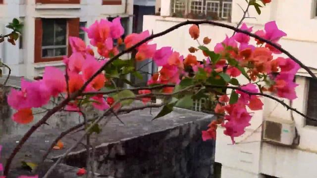 Bougainvillea glabra🍂 смотреть онлайн