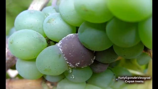 ? Чтобы не остаться СОВСЕМ без УРОЖАЯ не пропусти ЭТУ НЕЗАМЕТНУЮ болезнь винограда. СЕРАЯ ГНИЛЬ! смотреть онлайн