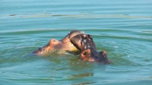 Бегемот самые опасные животные. Звуки бегемота. Как говорит бегемот.
