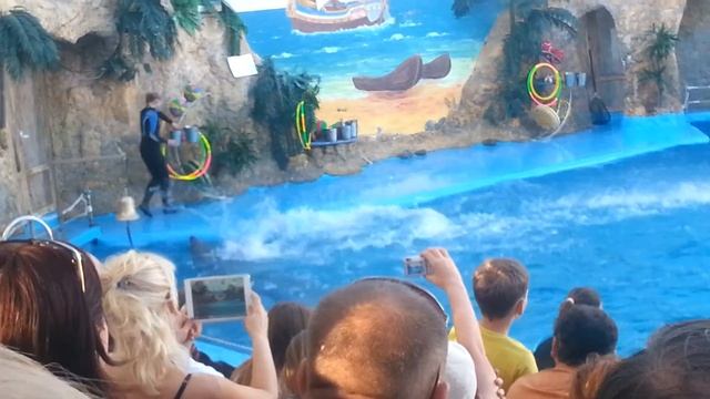 Кусочки радости из похода в дельфинарий "Немо" смотреть онлайн