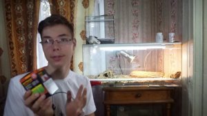 Содержание бородатой агамы|Сложно жить с бородатой агамой |