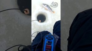 Практик 8 - работа на свалах и в корягах