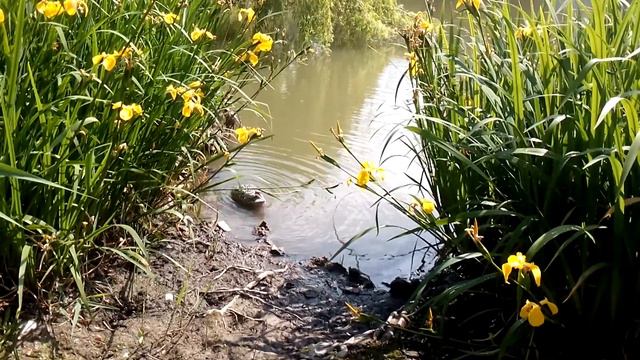 Ути-ути смотреть онлайн