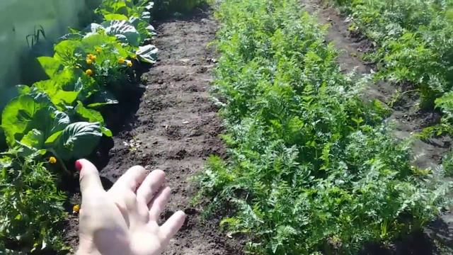 Много лилий из одной луковицы!!Результат на лицо.#Деревенскоесело смотреть онлайн
