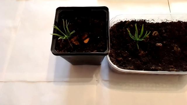 Вырастил кедр в домашних условиях 3 смотреть онлайн