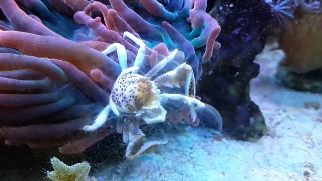 NEOPETROLISTHES MACULATUS / АНЕМОНОВЫЙ КРАБ смотреть онлайн