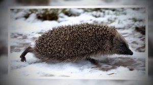 Как живёт ёжик?