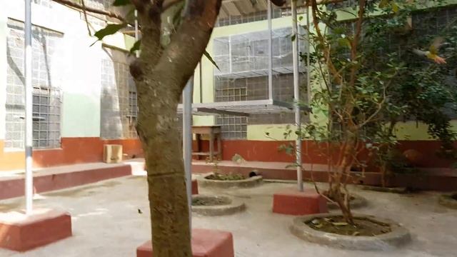 Enjoying & Spending Times With Adorable Birds /Memorable Journey Of Parrot Dipankar Bird Farm. смотреть онлайн