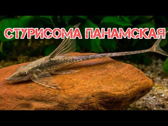 СТУРИСОМА ПАНАМСКАЯ. СОДЕРЖАНИЕ И РАЗВЕДЕНИЕ В АКВАРИУМЕ смотреть онлайн