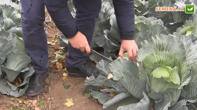 Зеленор F1 капуста (Syngenta) День поля смотреть онлайн