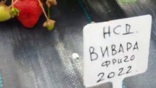 Обзор сорта ксд Vivara