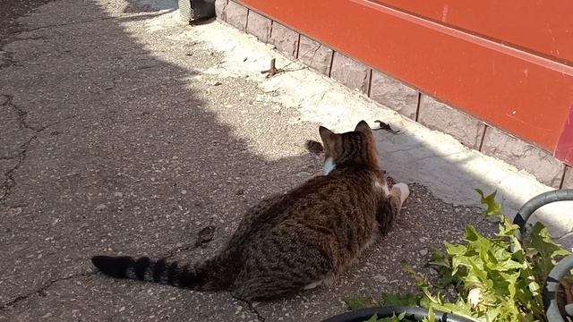 кот принес домой мышку смотреть онлайн