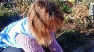 ВАСИЛИСТНИК , ОБРЕЗКА И УКРЫТИЯ .КАК ПОДГОТОВИТЬ ВАСИЛИСТНИК К ЗИМЕ ???