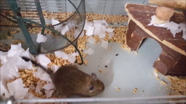 Жора сходит с ума | Как взбесить Гулю смотреть онлайн