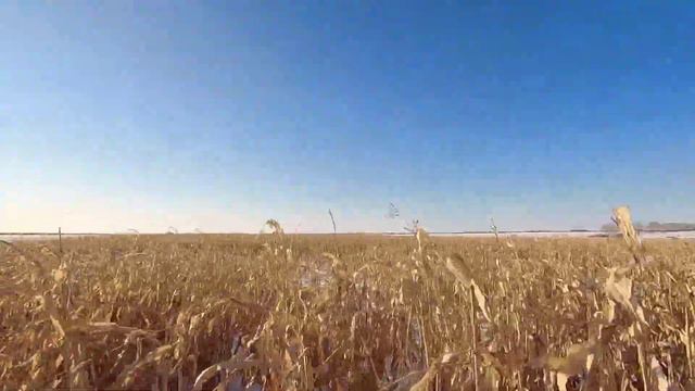 охота на фазана в кукурузе!!!2021!!! смотреть онлайн