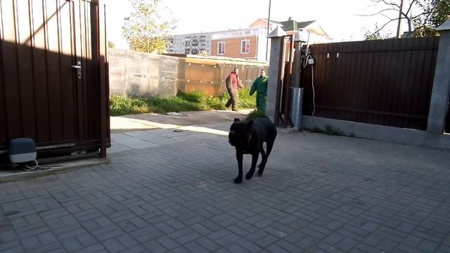 Кане-Корсо Люк. Тренировка по охране территории. смотреть онлайн